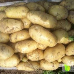肥城土豆质量上乘放心选购