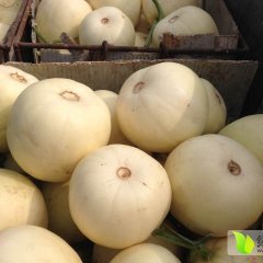 2015内黄西红柿大量上市