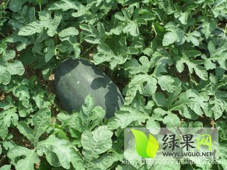 黑美人价格