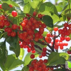 安徽萧县皇藏峪樱桃，价格电话中洽谈