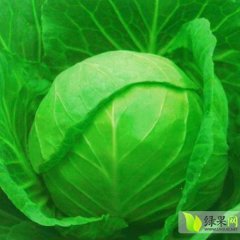 河北定州优质甘蓝大量上市供应，诚信合作价格