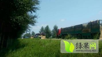 黑龙江北林京欣：黑龙江石老五