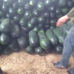 供应 广西南宁市西乡塘子弹头黑皮冬瓜