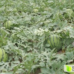陕西蒲城花皮无籽西瓜长势旺盛