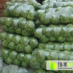 单县徐寨魏然忠大量供应优质甘蓝