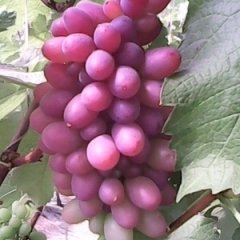 黑山葡萄名扬天下,代平张凯诚信合作