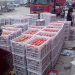 山东费县粉西红柿崔广兴