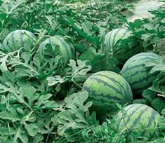 2015大荔西瓜价格波动不大