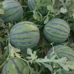 河北清苑京欣西瓜逐渐升温