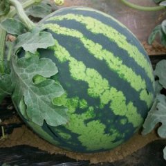 2015大荔西瓜价格波动不大