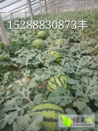 双星西瓜价格