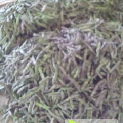 2015东昌府油豆已上市一段时间，是大棚里的