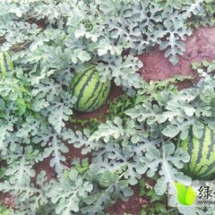 河北饶阳5月20日部分西瓜开始成熟