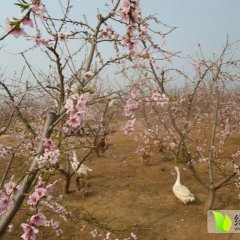 2015滕州鸡价格波动不大