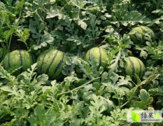 定陶南王董兆领5月京欣西瓜