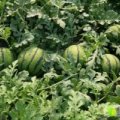 定陶南王董兆领5月京欣西瓜