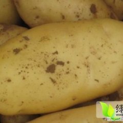 山东滕州荷兰十五土豆是名优特产