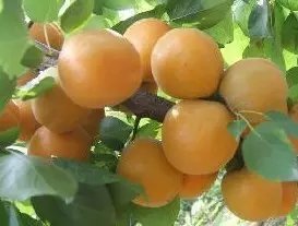 2015年陕西大荔金太阳杏价格
