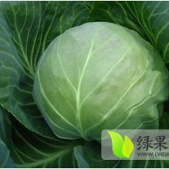 2015玉田甘蓝抓住商机无限