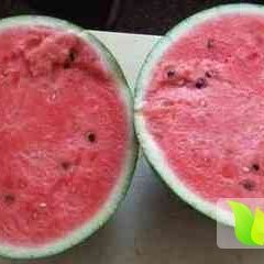 2015蒲城西瓜值得出手