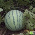 河南夏邑万亩大棚8424西瓜