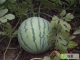 2015年河南夏邑8424西瓜价格