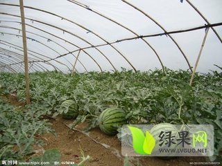 2018年河北清苑京欣价格