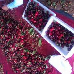 2015冠县樱桃走过路过不要错过