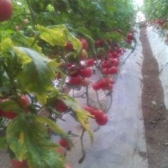 禹城西红柿逐渐升温市中窦其周诚信合作