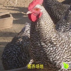 汶上纯种芦花鸡火热上市诚信合作