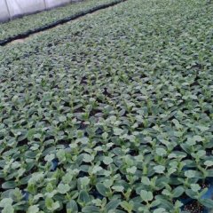 2019永州市回龙圩灰姑娘嫁接西瓜苗场大量供应