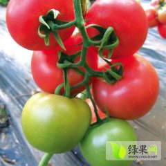 2015岱岳西红柿俏销大江南北