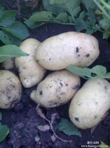 新鲜中薯、早大白土豆上市中