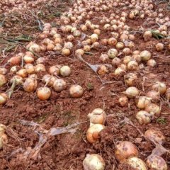 河南南阳黄皮洋葱大量上市