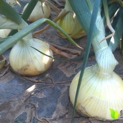 黄皮洋葱上市了