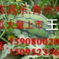 山东昌乐.青州大棚京欣西