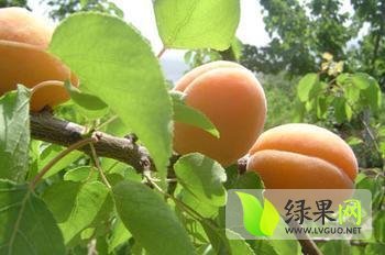 2015年陕西大荔金太阳杏价格