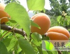 2015大荔杏子现在订货有惊喜