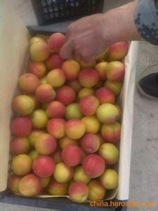 陕西大荔丰原红杏子价格优惠中