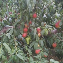 2015大荔油桃抓住商机无限