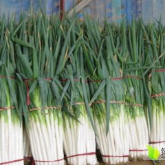 山东岱岳铁杆大葱绿色无公害