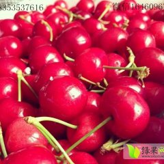 山东招远红灯樱桃价格行情平稳