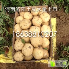 2015河南洛阳偃师土豆大量上市，当天来当天发车