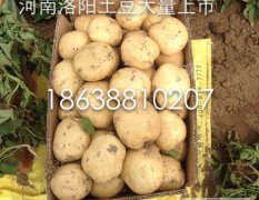 2015河南洛阳偃师土豆大量上市，当天来当天发车