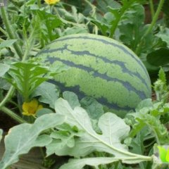 蒲城西瓜火热上市西瓜价格行情