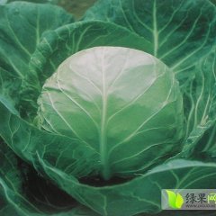 萧山甘蓝大量上市