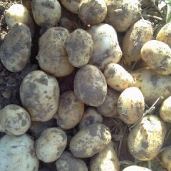 襄州朱集李想5月早大白土豆