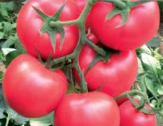 2015寿光番茄种子今年价格有看点