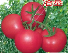 寿光番茄种子营养丰富,孙集吴永强诚信合作