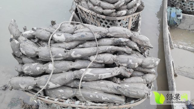 点击次数:5357 湖南省长沙市马王堆 联系人:马爱芝 电 话: 有优质莲藕